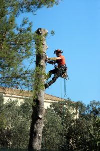 arborist services