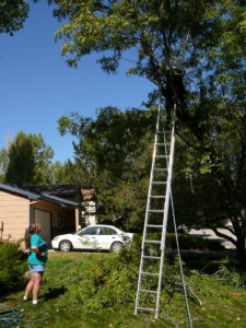 tree removal silkstone